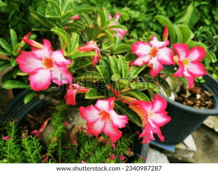 Desert Rose, It is believed that when planted, it will make the people in the house gain the favor of the general public. enhances everyone's charm