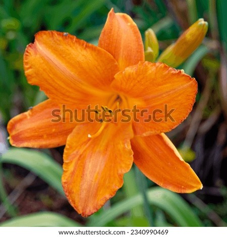 Hemerocallis 'Final Touch' is a daylily with orange flowers Royalty-Free Stock Photo #2340990469