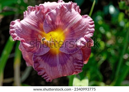 Hemerocallis 'Lavender Blue Baby'. is a daylily with purple and blue flowers Royalty-Free Stock Photo #2340993775