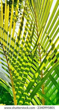 Green leaves of coconut tree showered by bright sunlight in summer season