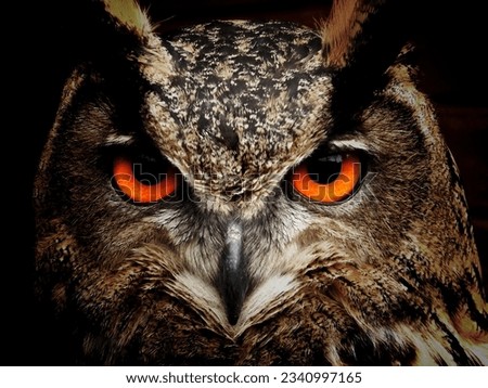 closeup picture of an owl