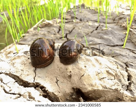 a photography of two snails sitting on a rock in the grass, there are two snails sitting on a rock in the grass.