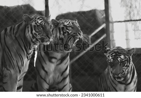 a photography of three tigers standing next to each other in a cage, three tigers standing in a cage looking at the camera.
