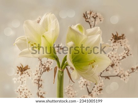 Blooming white hippeastrum (amaryllis)    "Siberia"    branch of cherry on a gray background. Spring background for calendar banner.  Place for text.