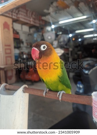beautyfull love bird, Indonesian people's popular pets.
