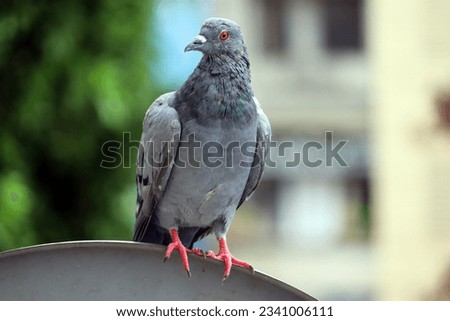 pigeon bird natural closeup wildlife colorful wing eye movement