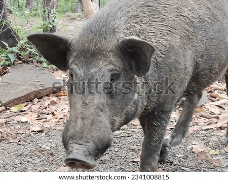 a large pig standing in the woods.