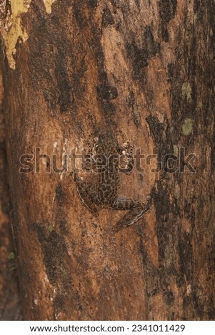 Peninsular torrentfrog, Panha's Marbled Frog, Marbled Tenasserim Frog (Amolops panhai, Ranidae) is a species of true frog that can be found in western and peninsular Thailand and in eastern Myanmar.  Royalty-Free Stock Photo #2341011429