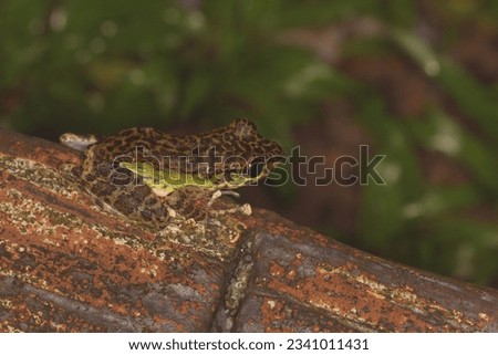 Peninsular torrentfrog, Panha's Marbled Frog, Marbled Tenasserim Frog (Amolops panhai, Ranidae) is a species of true frog that can be found in western and peninsular Thailand and in eastern Myanmar.  Royalty-Free Stock Photo #2341011431