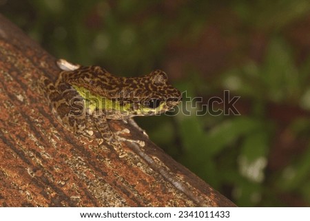 Peninsular torrentfrog, Panha's Marbled Frog, Marbled Tenasserim Frog (Amolops panhai, Ranidae) is a species of true frog that can be found in western and peninsular Thailand and in eastern Myanmar.  Royalty-Free Stock Photo #2341011433