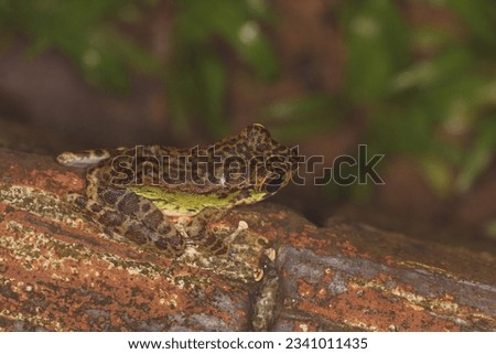 Peninsular torrentfrog, Panha's Marbled Frog, Marbled Tenasserim Frog (Amolops panhai, Ranidae) is a species of true frog that can be found in western and peninsular Thailand and in eastern Myanmar.  Royalty-Free Stock Photo #2341011435
