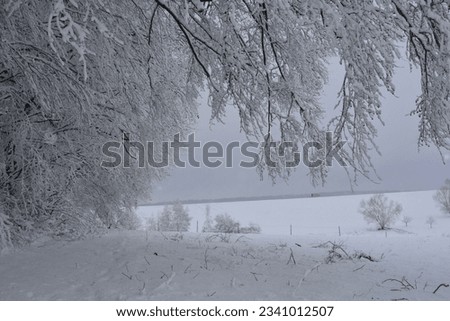 Trees in the forest in winter with a lot of snow