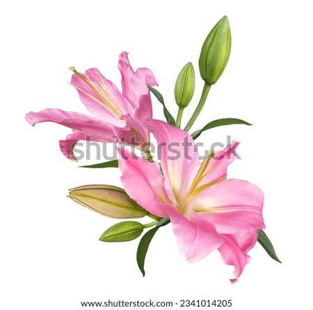 Beautiful pink lily flower bouquet isolated on white background Royalty-Free Stock Photo #2341014205