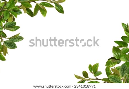 Twigs with green leaves in a floral corner arrangements isolated on white background