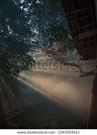Light with Jack Pruit trees Royalty-Free Stock Photo #2341024561