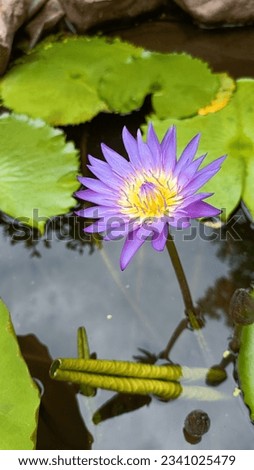 Purple lotus planted by the restaurant to decorate the garden for customers to see and take pictures.