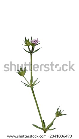 Sherardia is a monotypic genus of flowering plants in the family Rubiaceae. The genus contains only one species, Sherardia arvensis, the (blue) field madder Royalty-Free Stock Photo #2341036493