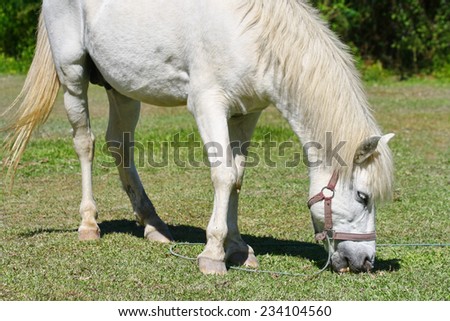 beautiful white horse feeding in a green pasture ,big white horse stands on the green grass field on a background gray sky