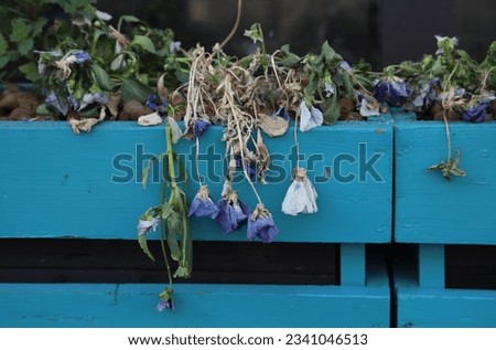 Dried flowers in a blue wooden box, closeup  Royalty-Free Stock Photo #2341046513