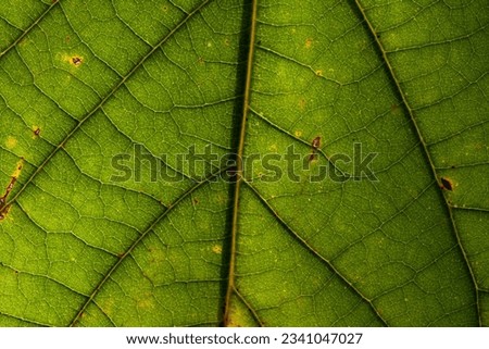 The intricate patterns of leaf veins and small netted veins of the Teak (Tectona grandis) tree create a beautiful interplay with sunlight, making it an excellent choice for a stunning background in yo
