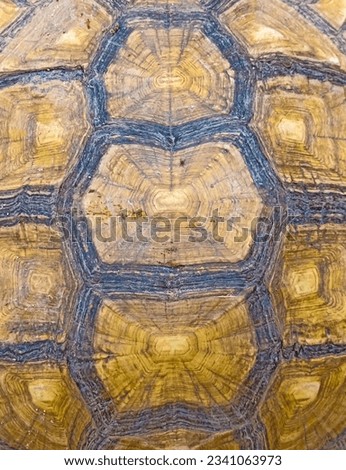 The pattern on the giant tortoise shell is large.