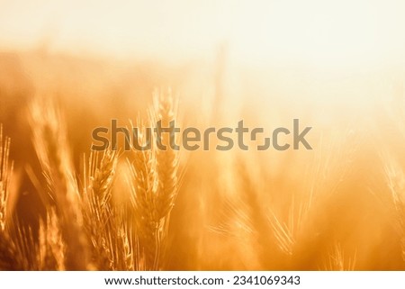 Golden Sunset Over a Bountiful Wheat Field. Rural Farming Scenery Bathed in Shining Sunlight Abundant Harvest. Stunning Wheat Field Landscape at Sunset Rural Farming Scenery under Shining Sun Royalty-Free Stock Photo #2341069343