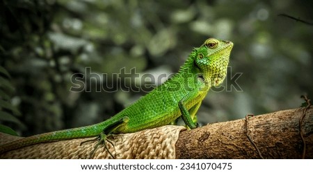A lizard laying on a rubber sheet on a branch