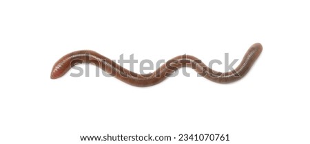 One earthworm isolated on white. Terrestrial invertebrates Royalty-Free Stock Photo #2341070761