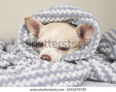 Chihuahua dog doesn't want to wake up in cold day ,  sleepy chihuahua dog under gray and white stripes blanket.