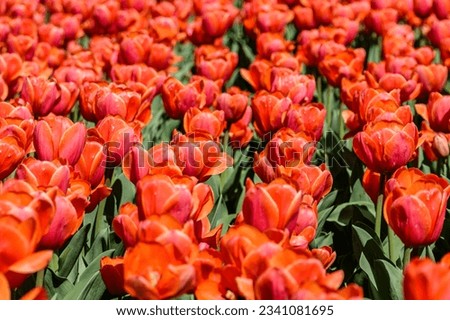 Blooming tulips in flower bed at city park