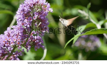 Meet the Hummingbird Hawk-Moth (Macroglossum stellatarum): Nature's fast tiny aviator, summer season