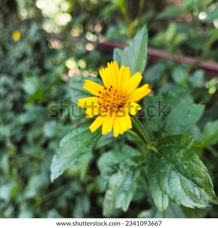 Scientific name Sphagneticola Trilobata. Generally it is called Singapore Daisy or Wild Daisy. It's also have some other name Creeping oxeye, Trailing Daisy. It is native to Mexico.
