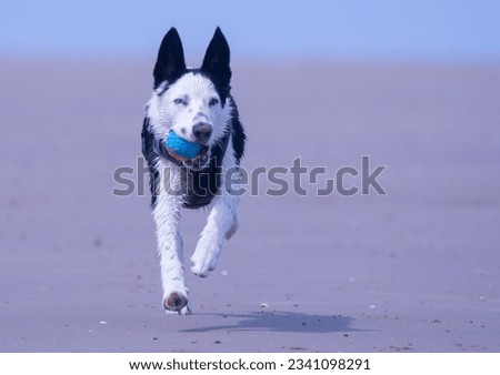Border Collie puppy playing at the beach