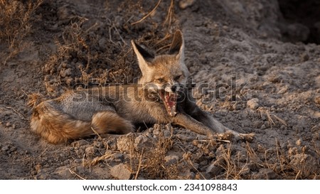 White-footed fox Facts Diet Habitat  Pictures