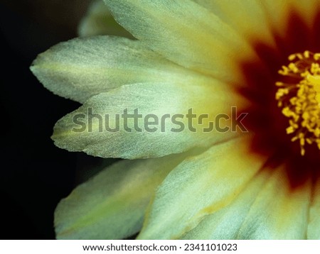 The Yellow Petals in The Yellow Cactus Flower Blooming in The Pot