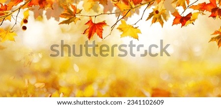 orange fall  leaves, autumn natural background with maple trees, autumnal landscape