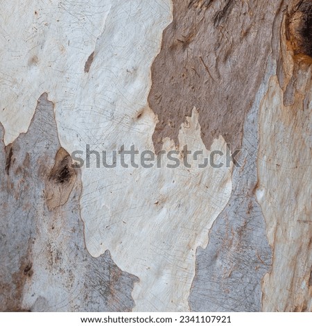 Close-up photo of eucalyptus tree bark. See the details of their textures, patterns and colors. Royalty-Free Stock Photo #2341107921