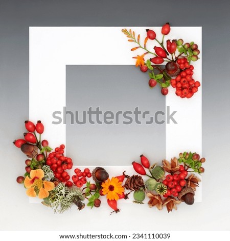 Thanksgiving Day Autumn Fall background border with flowers, berry fruit, nuts, seed heads on gradient gray. Floral nature with white frame composition for greeting cad, invitation.