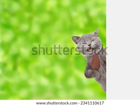 Happy cat holds ice cream and looks from behind empty white banner at summer park. Empty space for text