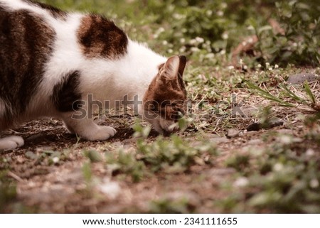 Pic of cute cat on park