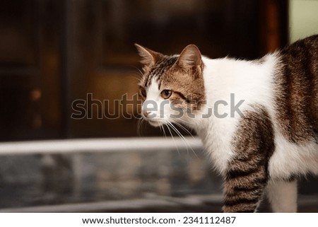 Pic of cute cat on park