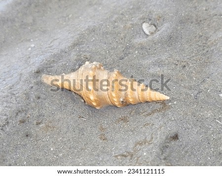 The seashell in the picture is a beautiful representation of a marine creature known as a seashell. Seashells are the hard outer coverings of marine mollusks, such as snails and clams.