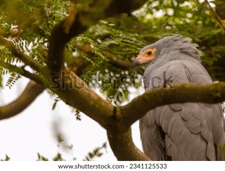 The African Harrier Hawk, also known as Gymnogene, is a majestic raptor found in Sub-Saharan Africa. With its striking plumage, powerful beak, and agile flight, it is a captivating sight in the wild.