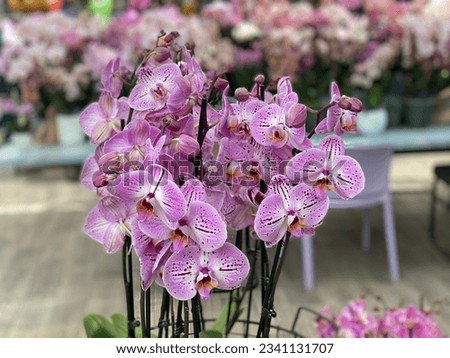 Keuhenhof is one of the world's largest flowers gardens - Netherlands Royalty-Free Stock Photo #2341131707