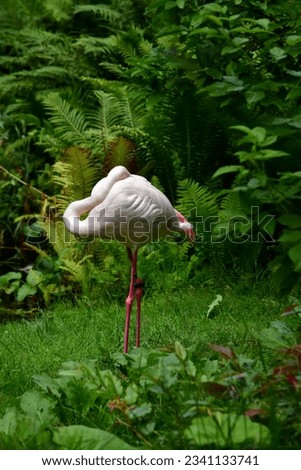 Vertical photo of sleeping pink flamingo at the zoo.