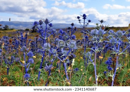 Meadow covered with the flowers of the Mediterranean sea holly (Eryngium bourgatii) and a blue sky with clouds Royalty-Free Stock Photo #2341140687