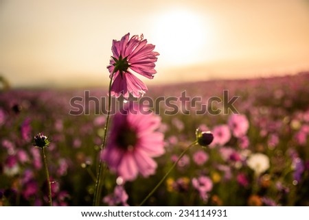 The Cosmos flower of grassland