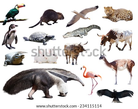 Set of  anteater and other animals of South America over white background