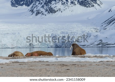 Walruses lying on a beach in Svalbard