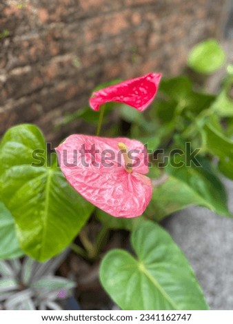 The beautiful anthurium with green leafs